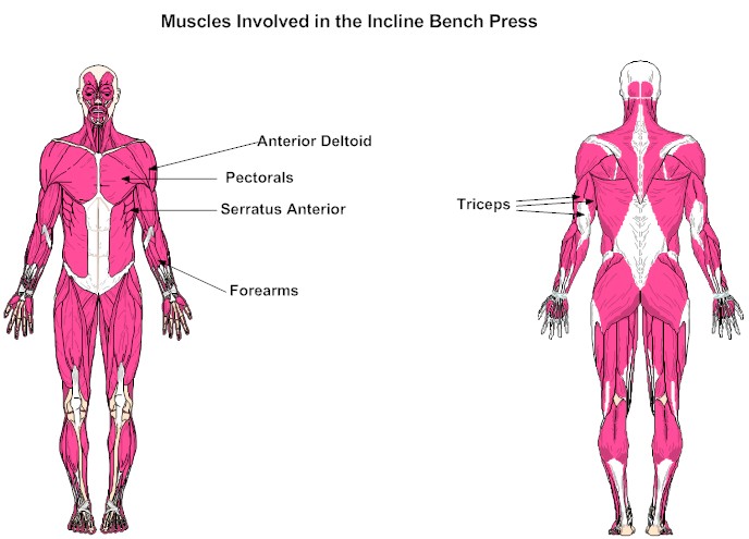 Muscles Involved in the Incline Bench Press